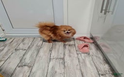 Pomeranian dogs for sale: Dex - Image 5