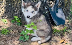 Siberian Husky dogs for sale: Juno - Image 10