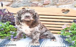 Cockapoo dogs for sale: Caramel Kiss - Image 4