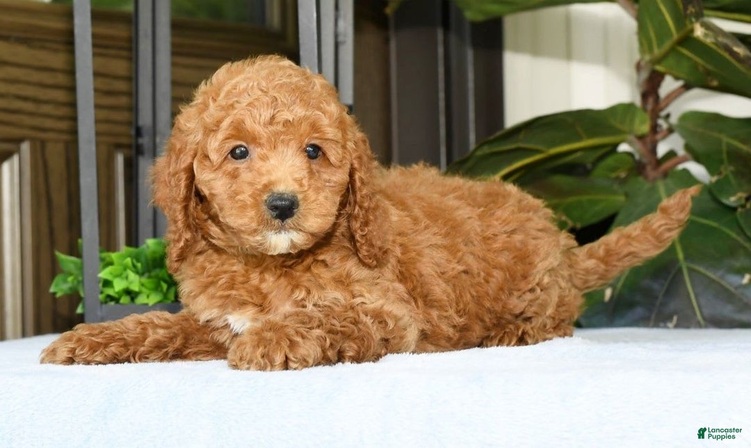 Mini Goldendoodle dogs for sale: Vince - Image 5