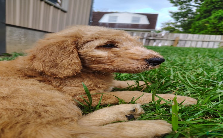 Goldendoodle dogs for sale - Ad 3