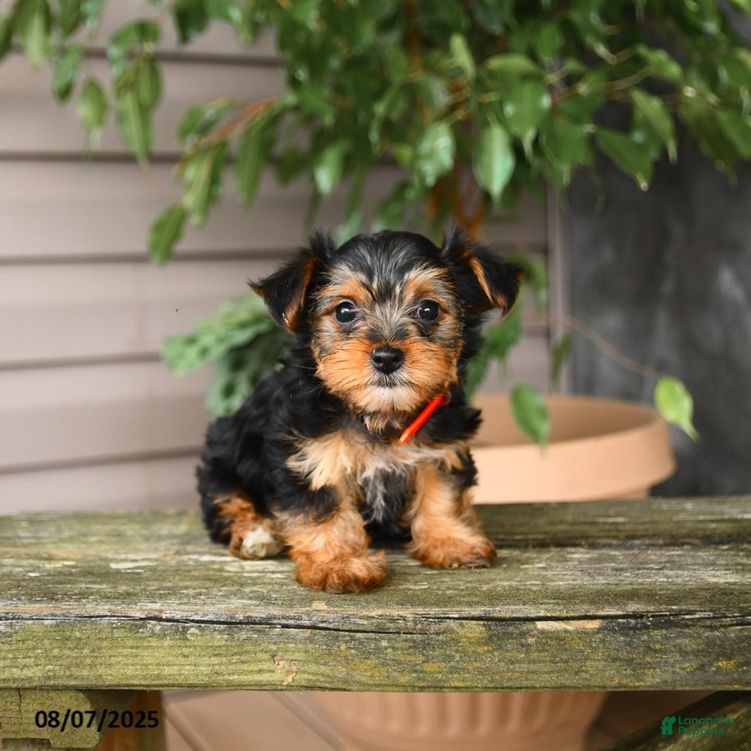 Yorkshire Terrier dogs for sale: Hava - Image 4