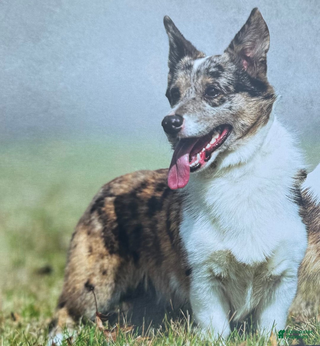 Welsh Corgi Pembroke dogs for sale: Rhett - Image 7