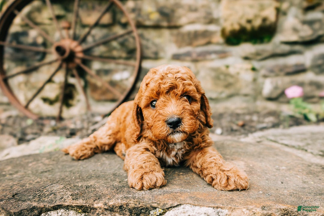 Cavapoo dogs for sale: Milo - Image 2