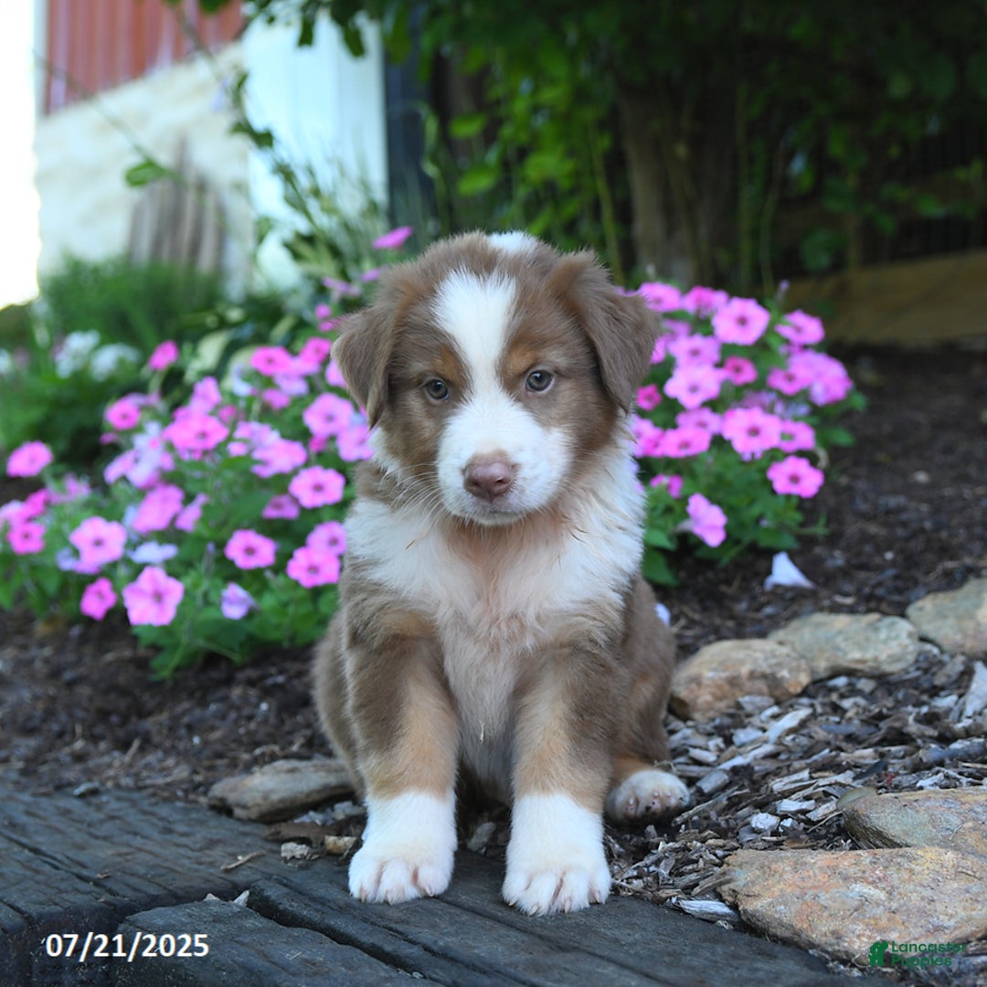 Australian Shepherd dogs for sale: Bandit - Image 5