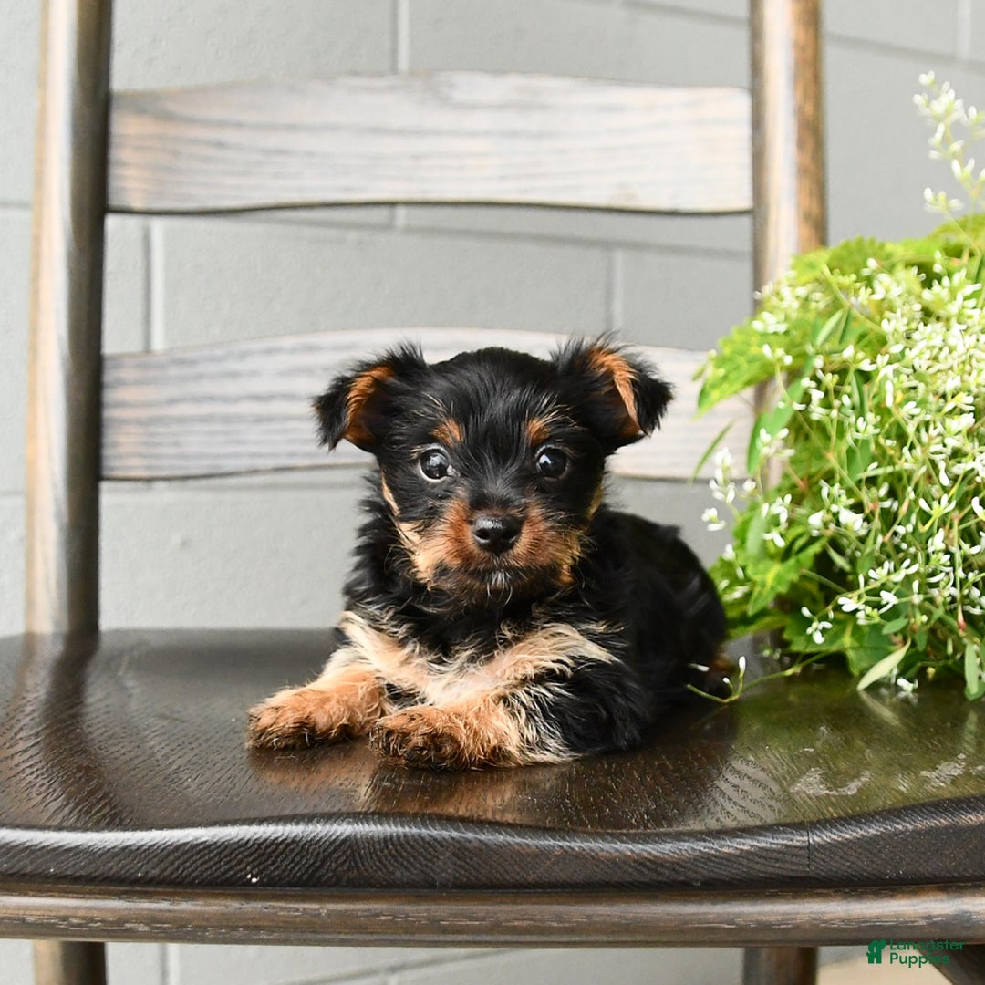 Yorkshire Terrier dogs for sale: Yorkshire Terrier 5 puppies - Image 8