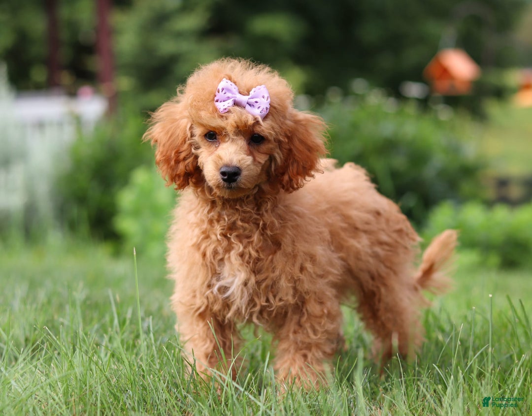 Miniature Poodle dogs for sale: Leah - Image 11