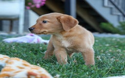 Labrador Retriever dogs for sale: Red Fox Geo - Image 8