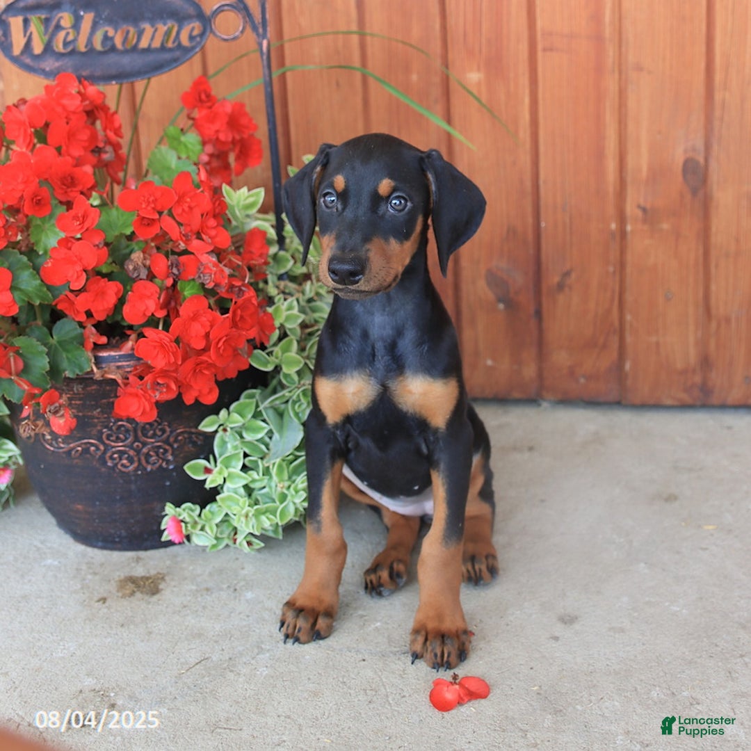 Doberman Pinscher dogs for sale: Duchess - Image 4