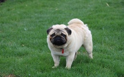 Pug dogs for sale: Bluebell - Image 9