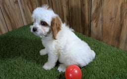 Cavapoo dogs for sale: Fiona Girl 3 - Image 14