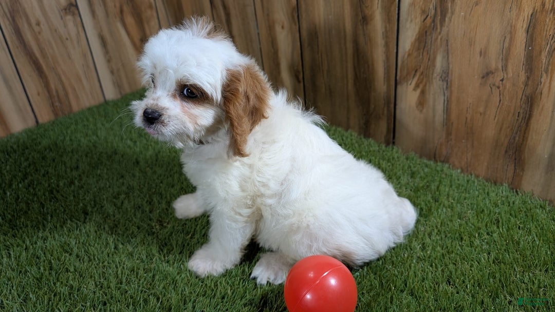 Cavapoo dogs for sale: Fiona Girl 3 - Image 14