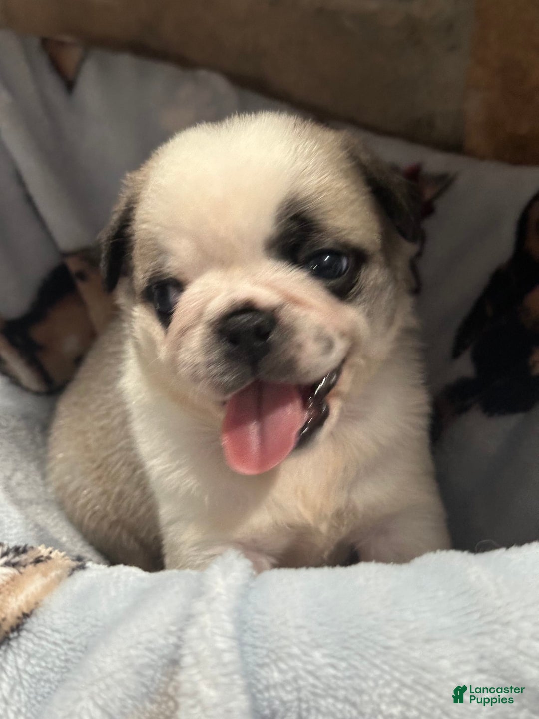 Pug dogs for sale: Spot - Image 2