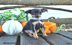 Miniature Pinscher dogs for sale: Falinda - Image 2