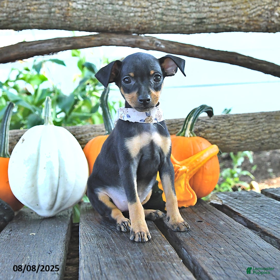Miniature Pinscher dogs for sale: Falinda - Image 2