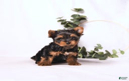 Yorkshire Terrier dogs for sale: Zade - Image 7