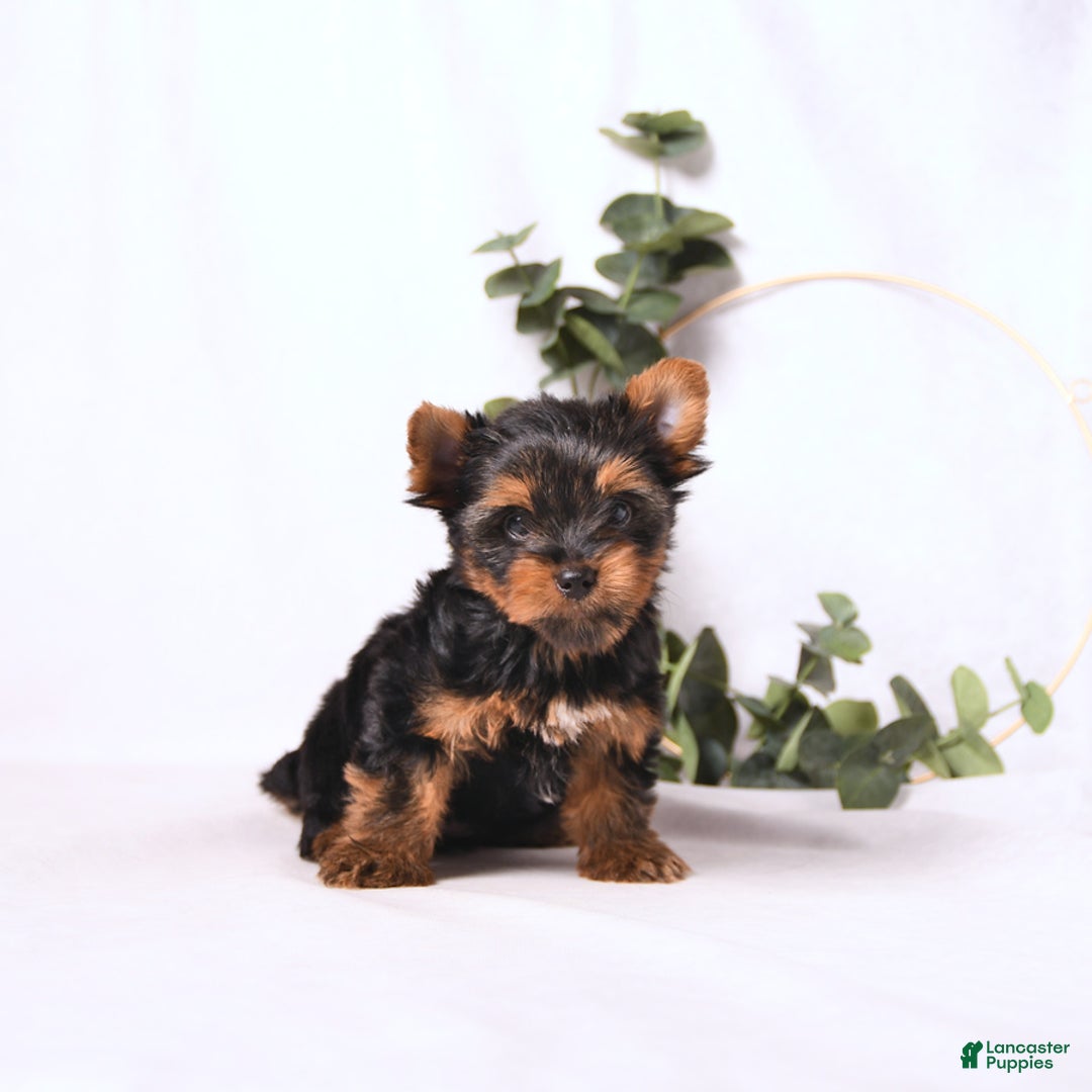 Yorkshire Terrier dogs for sale: Zade - Image 7
