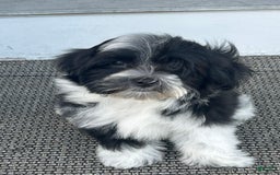 Havanese dogs for sale: Oreo - Image 1