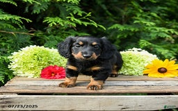 Miniature Dachshund dogs for sale: Ella - Image 5