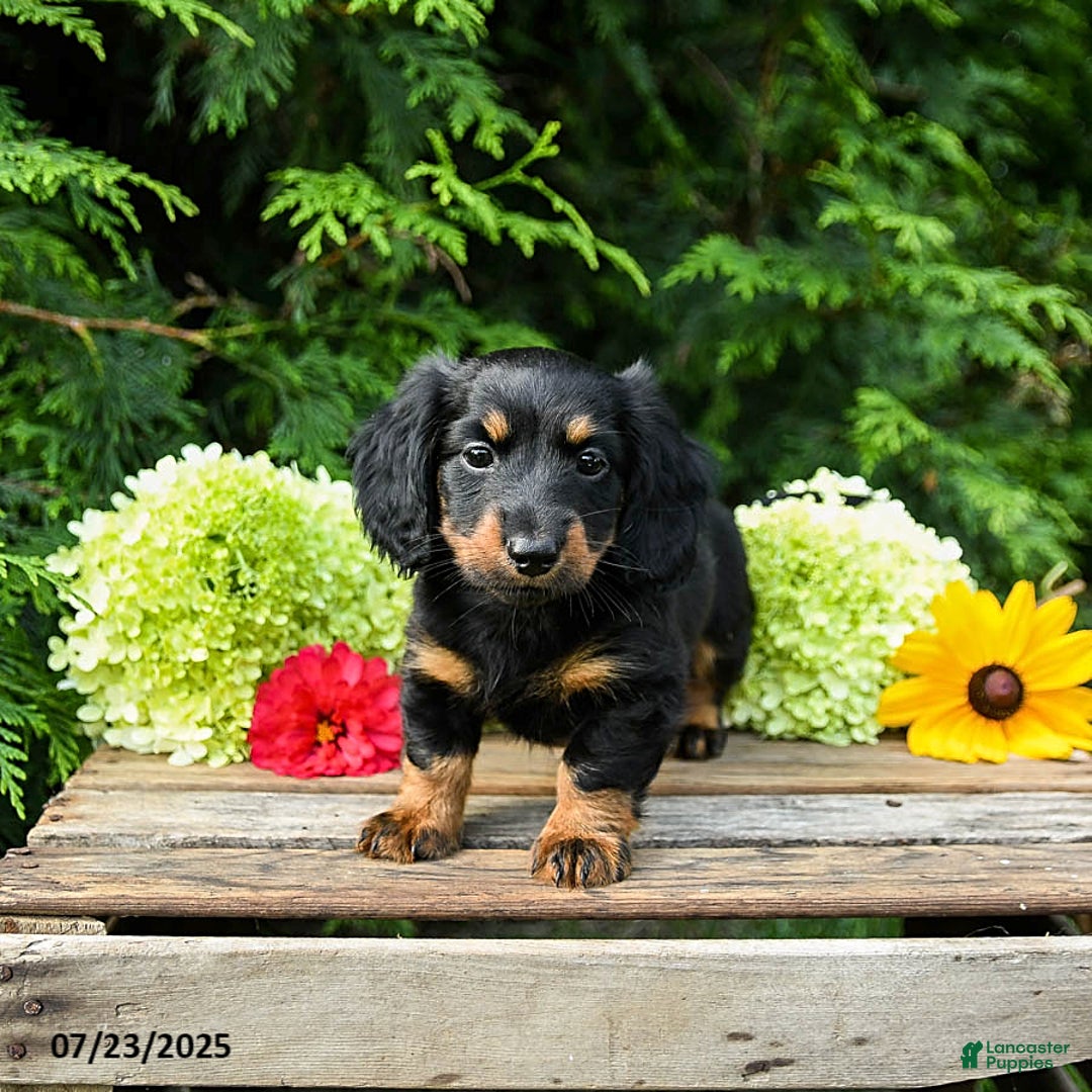 Miniature Dachshund dogs for sale: Ella - Image 5