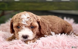 Cavapoo dogs for sale: Braxton - Image 7
