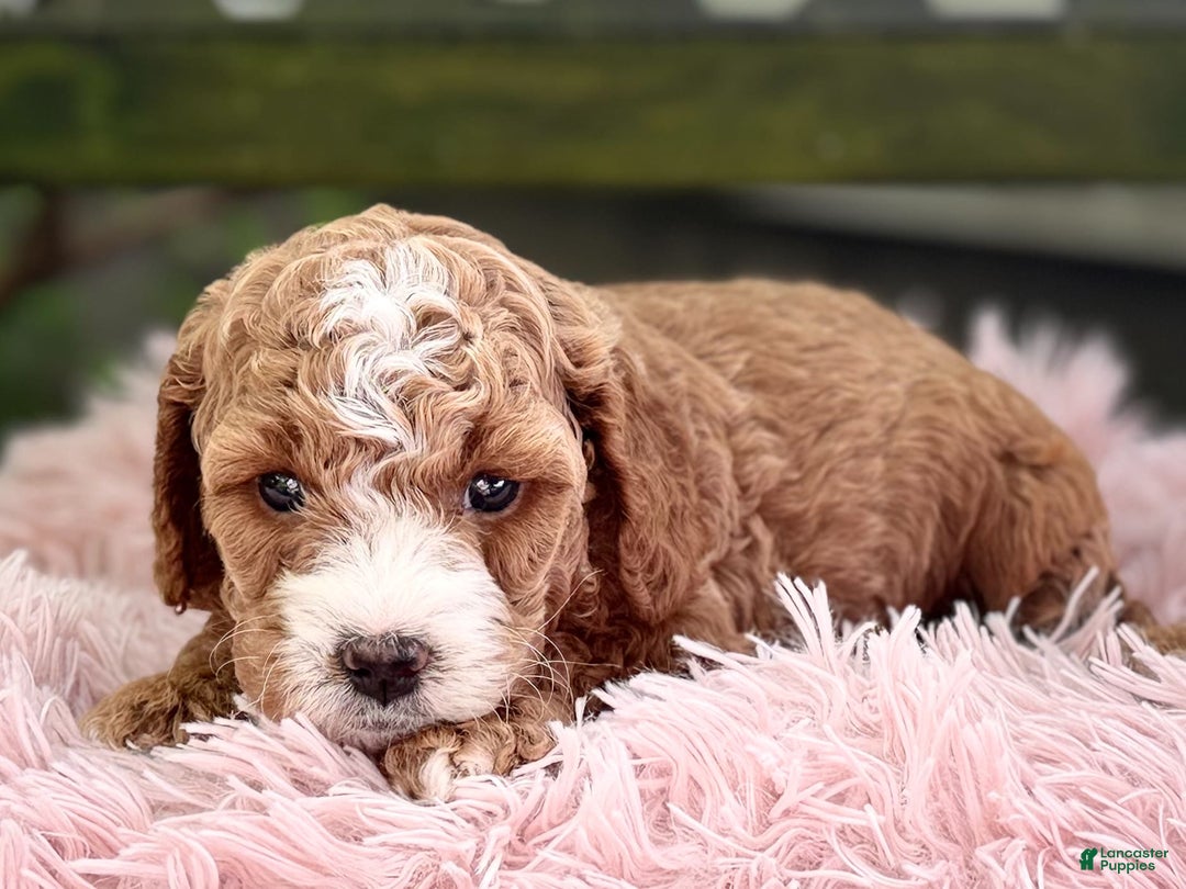 Cavapoo dogs for sale: Braxton - Image 7