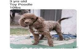 Mini Aussiedoodle dogs for sale: Gutchie - Image 3