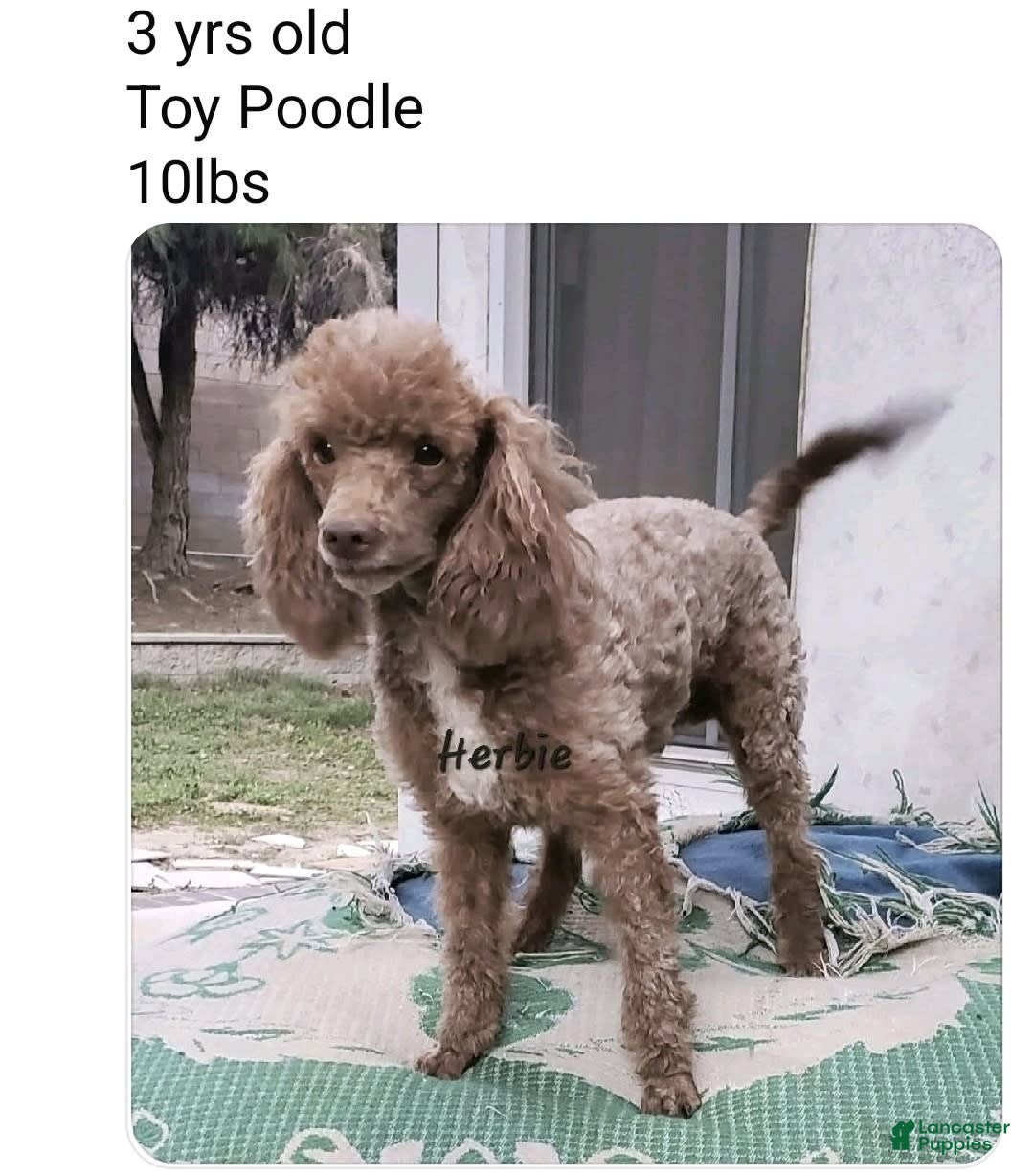 Mini Aussiedoodle dogs for sale: Gutchie - Image 3