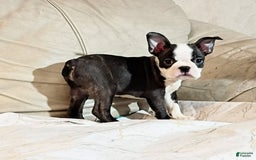 Boston Terrier dogs for sale: Wilson - Image 5