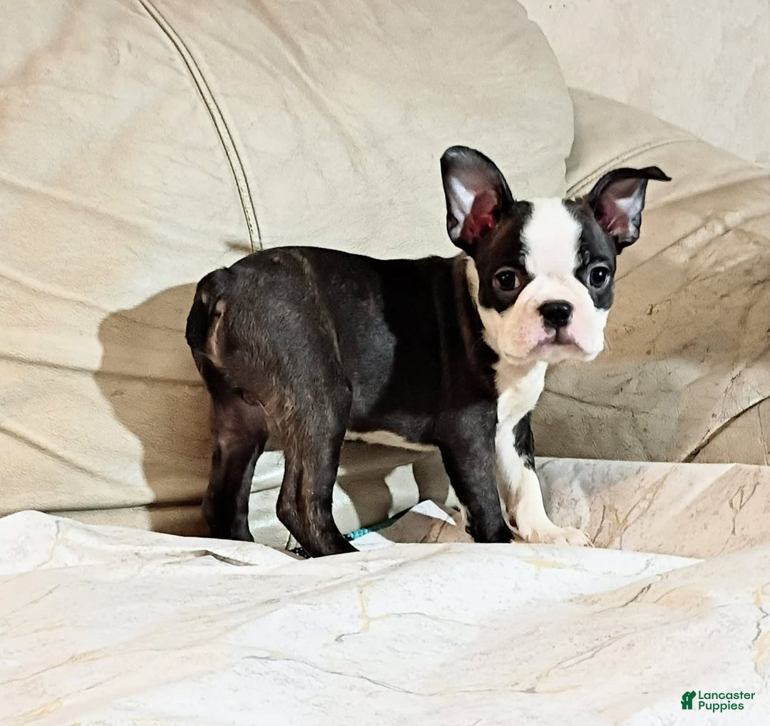 Boston Terrier dogs for sale: Wilson - Image 5
