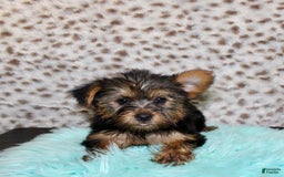 Yorkshire Terrier dogs for sale: Jethro - Image 1