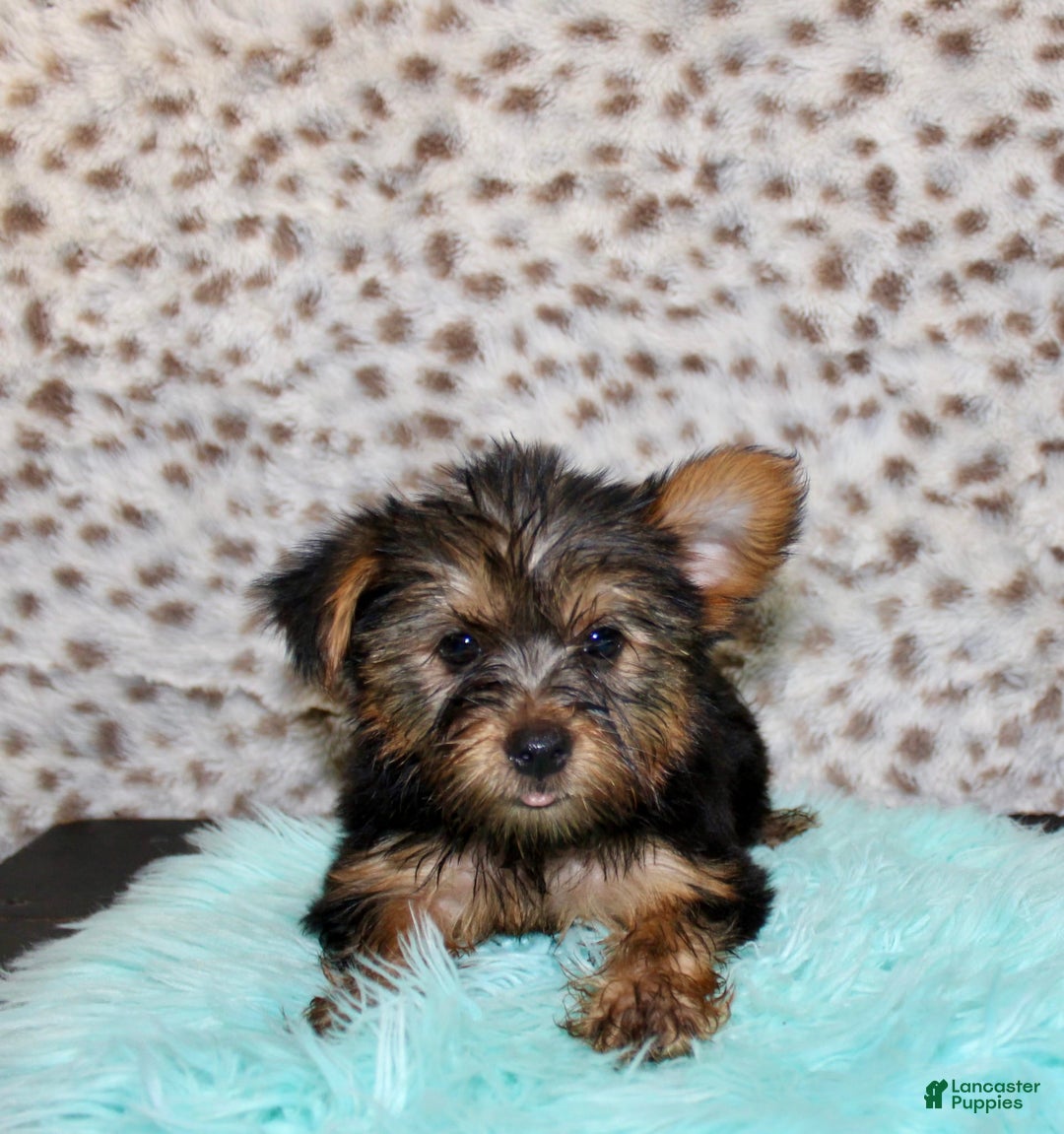 Yorkshire Terrier dogs for sale: Jethro - Image 1