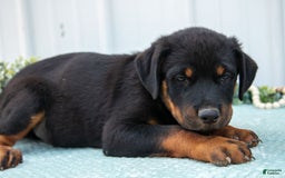 Rottweiler dogs for sale: Diesel - Image 2