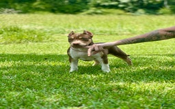 American Bully dogs for sale: Ms. Daisy - Image 8