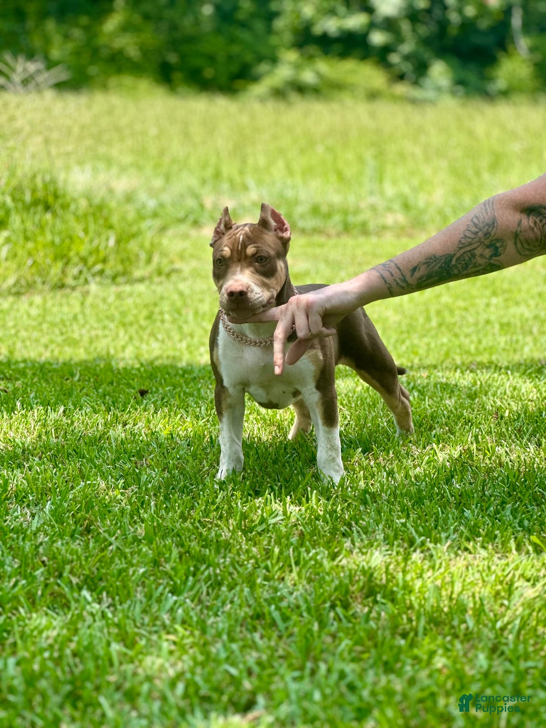 American Bully dogs for sale: Ms. Daisy - Image 8