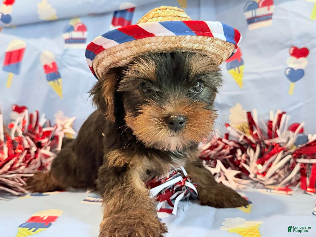 Yorkshire Terrier dogs for sale: Guppy - Image 6