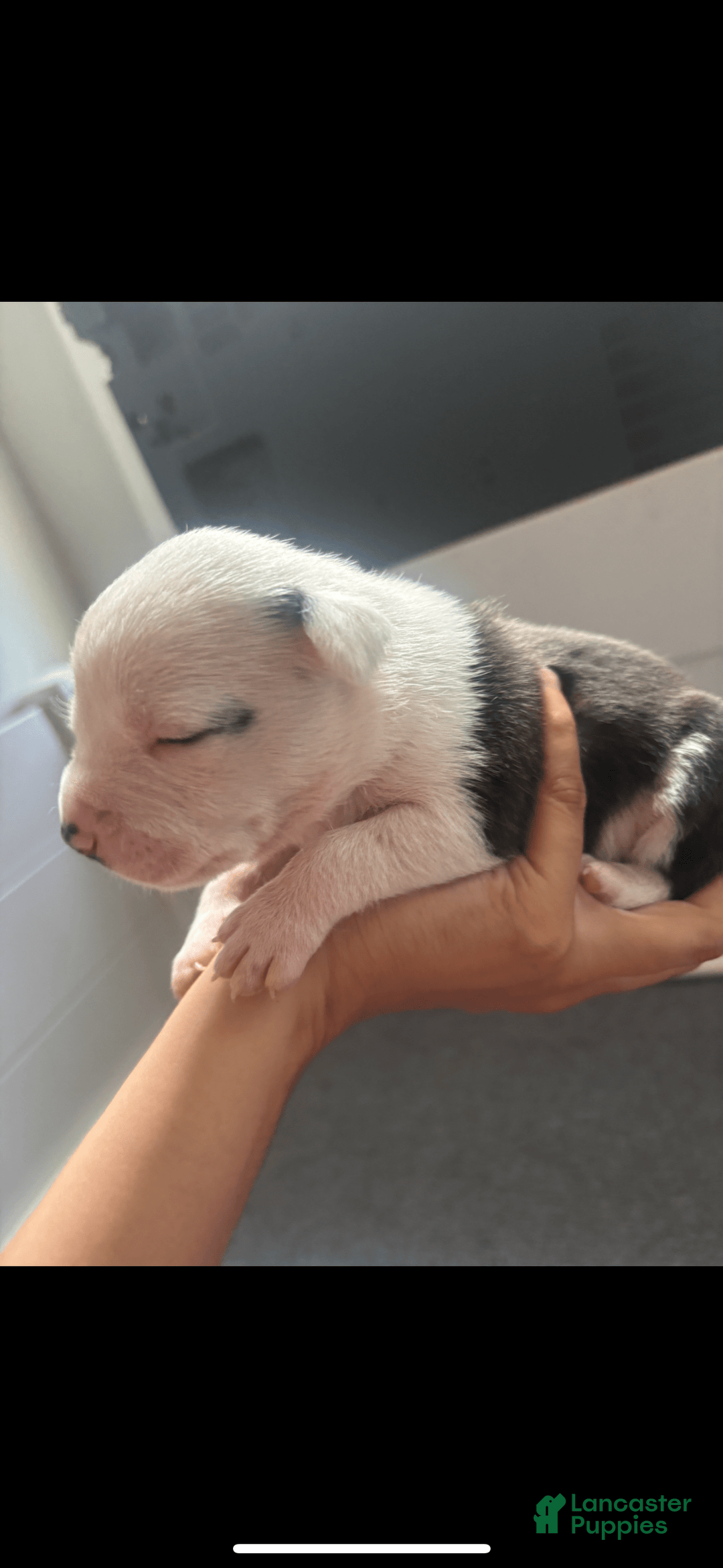 American Bully dogs for sale: Beauty - Image 6