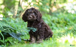 Cockapoo dogs for sale: Bruno - Image 4