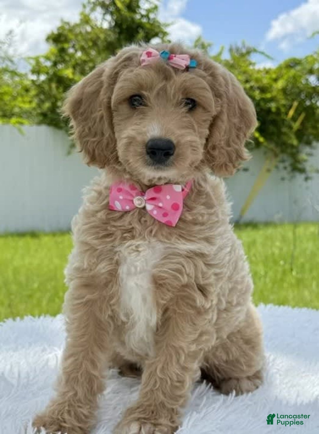 Mini Goldendoodle dogs for sale: Grace - Image 4