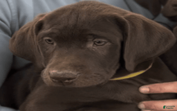 Labrador Retriever dogs for sale: Trooper - Image 2