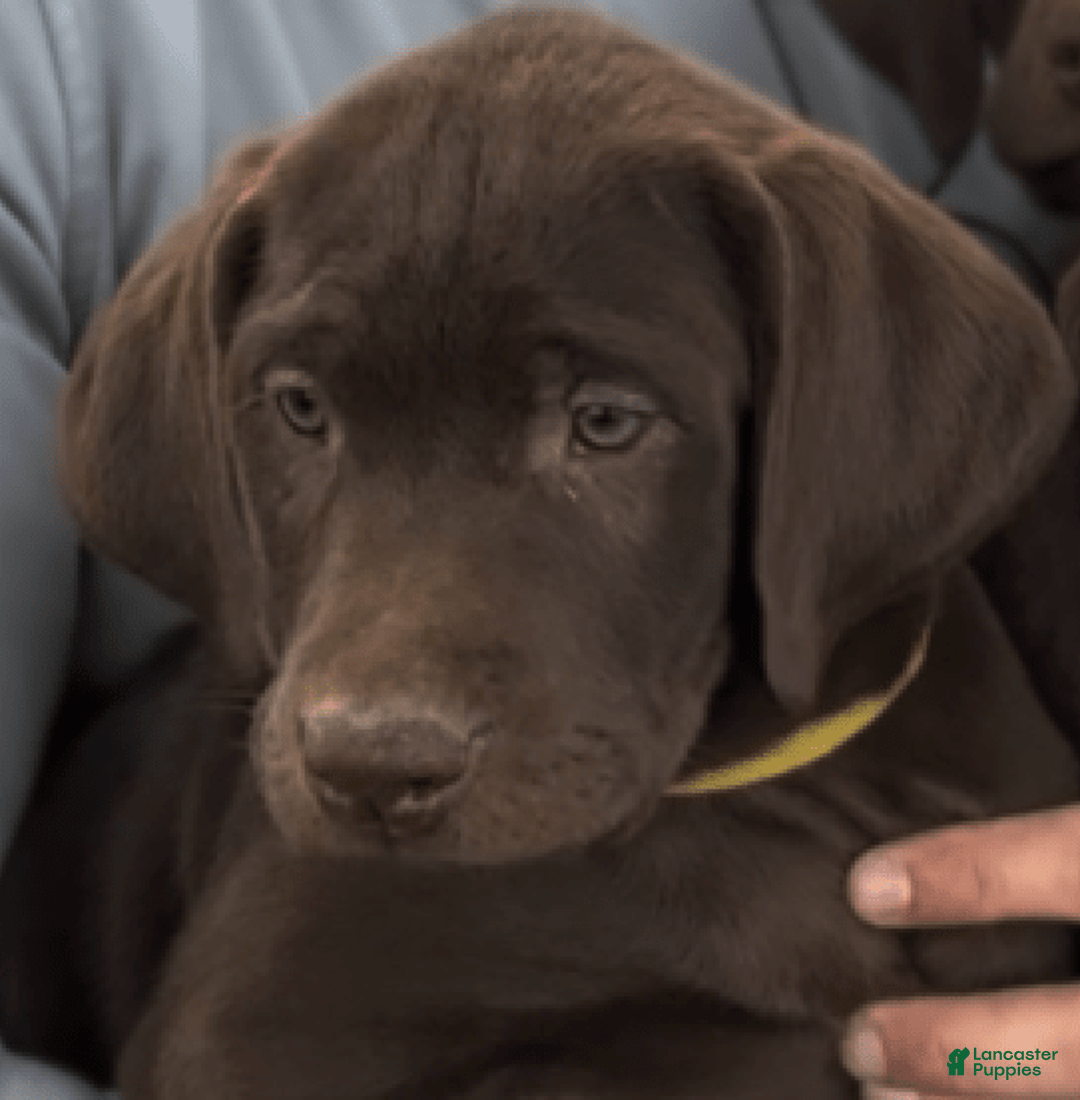 Labrador Retriever dogs for sale: Trooper - Image 2