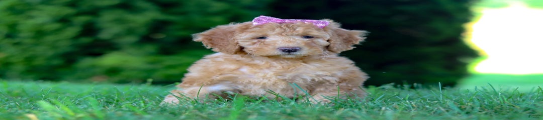 Twinkle
