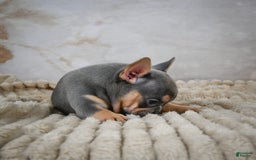 French Bulldog dogs for sale: Riley - Image 6
