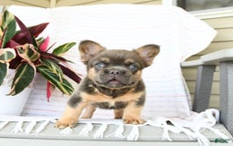 French Bulldog dogs for sale: Luca - Image 6