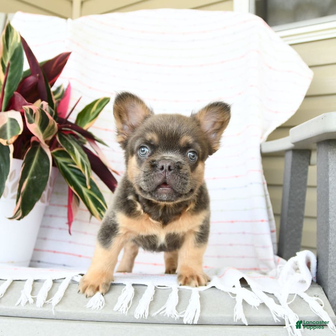 French Bulldog dogs for sale: Luca - Image 6