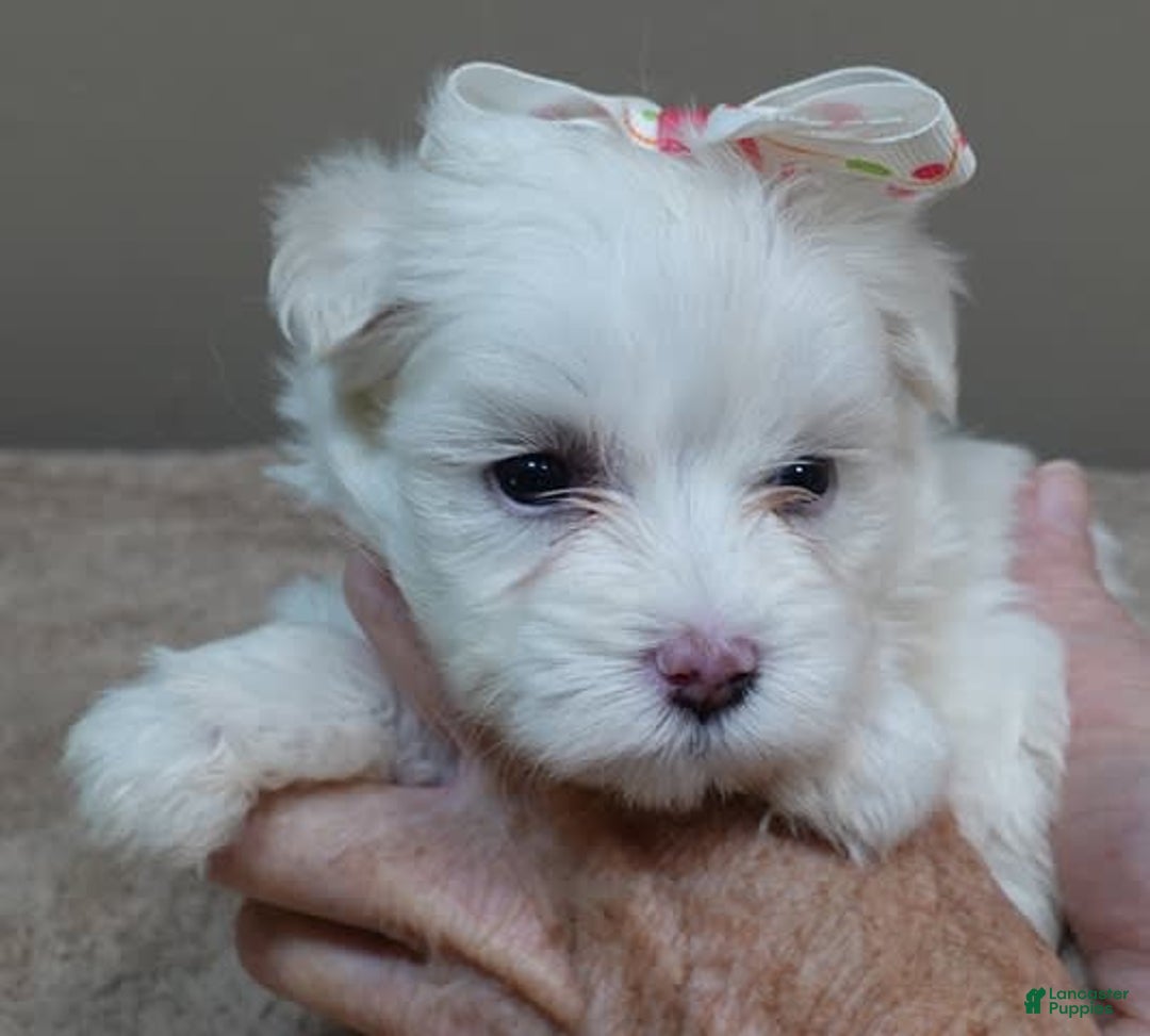 Maltese dogs for sale: Empress - Image 15