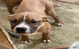 American Pit Bull Terrier dogs for sale: Pup 1 - Image 1