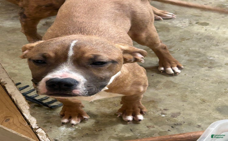 American Pit Bull Terrier dogs - Advert 37