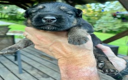 German Shepherd dogs for sale: Boy - Image 5