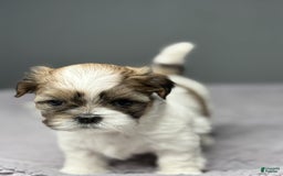 Shih Tzu dogs for sale: Bella - Image 9